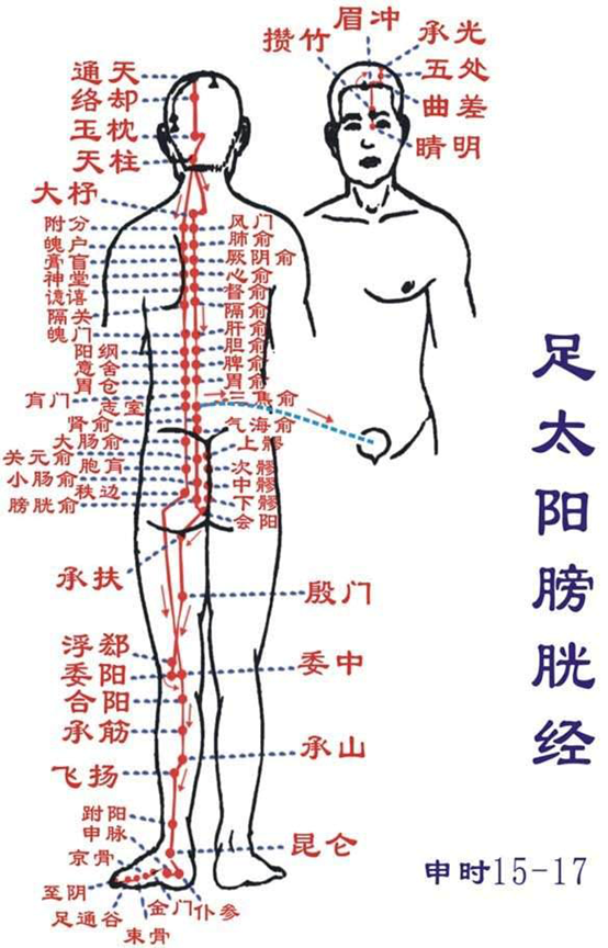 圣透灸-足太阳膀胱经bladder