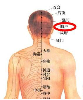 在枕部可摸到一突出的隆起(枕外隆凸),在该隆起的上缘可触及一凹陷